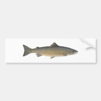 Atlantic Salmon