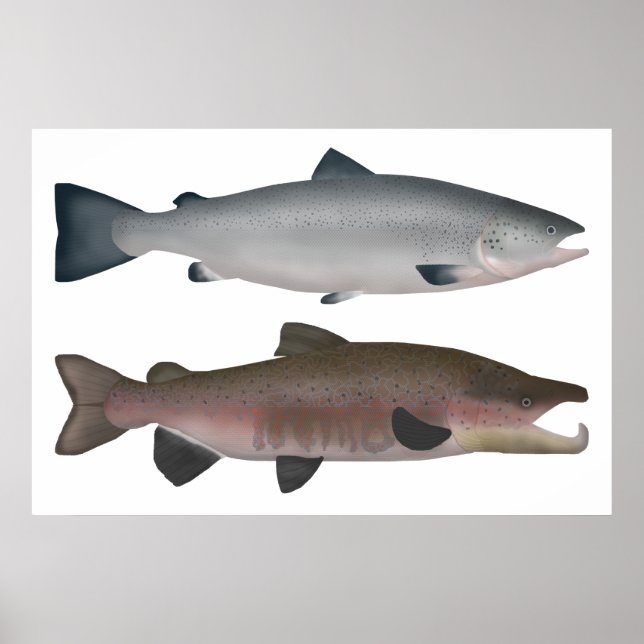 Atlantic Salmon - Ocean and Spawning Phases Poster (Front)
