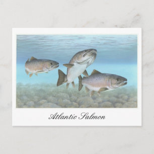 Atlantic Salmon Painting Postcard