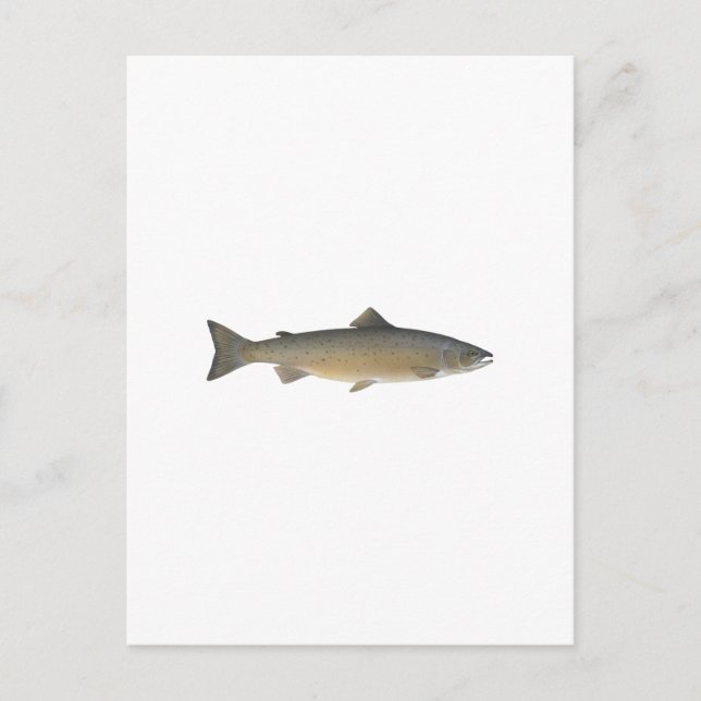 Atlantic Salmon Postcard (Front)