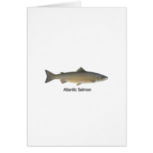 Atlantic Salmon (titled)