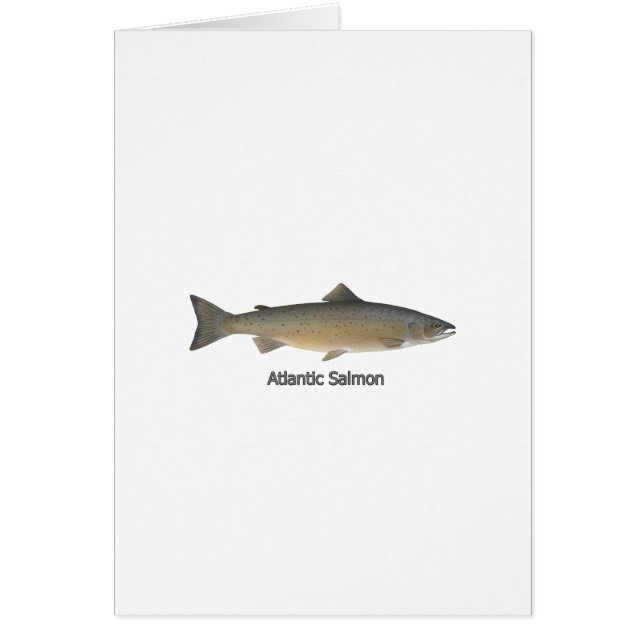 Atlantic Salmon (titled) (Front)