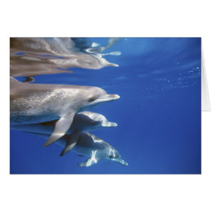 Atlantic spotted dolphins. Bimini, Bahamas