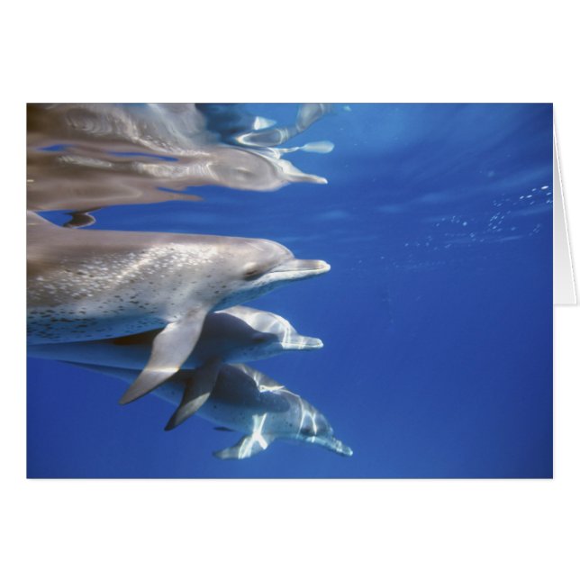 Atlantic spotted dolphins. Bimini, Bahamas (Front Horizontal)
