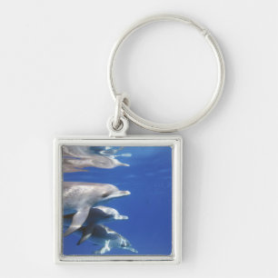 Atlantic spotted dolphins. Bimini, Bahamas Key Ring