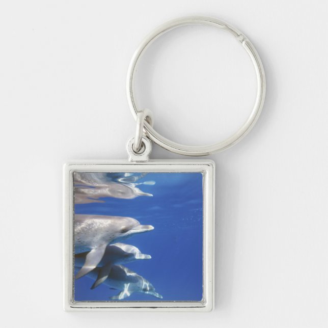 Atlantic spotted dolphins. Bimini, Bahamas Key Ring (Front)