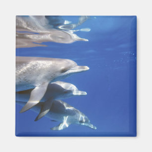 Atlantic spotted dolphins. Bimini, Bahamas Magnet