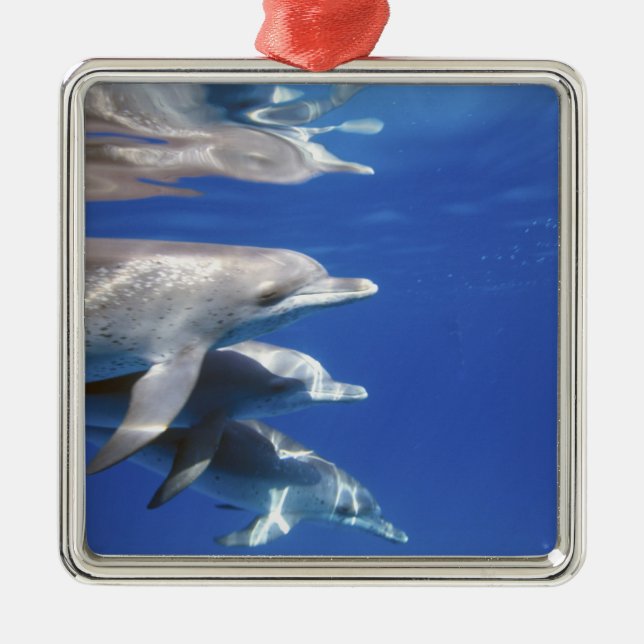 Atlantic spotted dolphins. Bimini, Bahamas Metal Tree Decoration (Front)