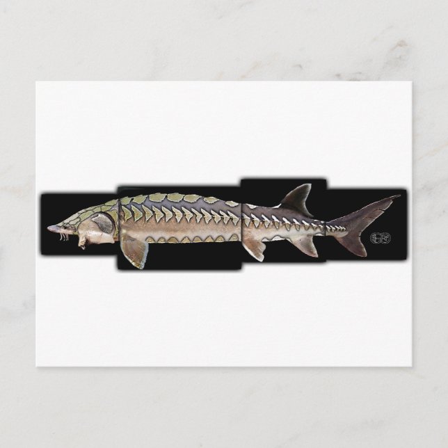 Atlantic Sturgeon - Acipenser oxyrinchus Postcard (Front)