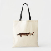 Atlantic Sturgeon - Acipenser oxyrinchus