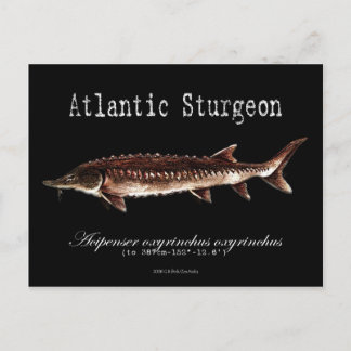 Atlantic Sturgeon-Black-Postcard Postcard