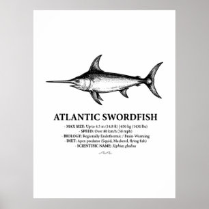 Atlantic Swordfish Scientific Illustration  Poster