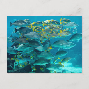 Atlantis Fish Aquarium Postcard