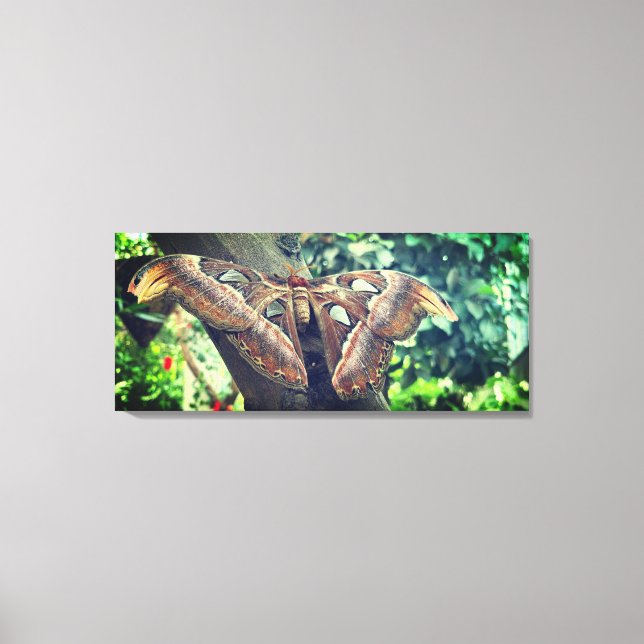Atlas Moth  Canvas Print (Front)
