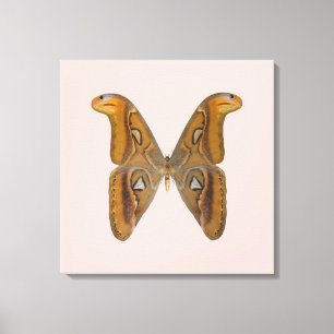 Atlas Moth Canvas Print