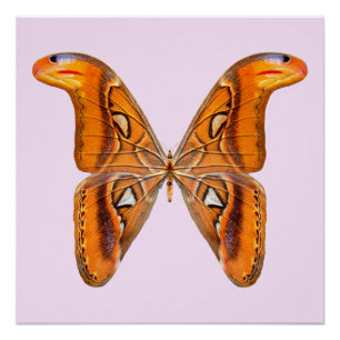 Atlas Moth Golden Wing Poster