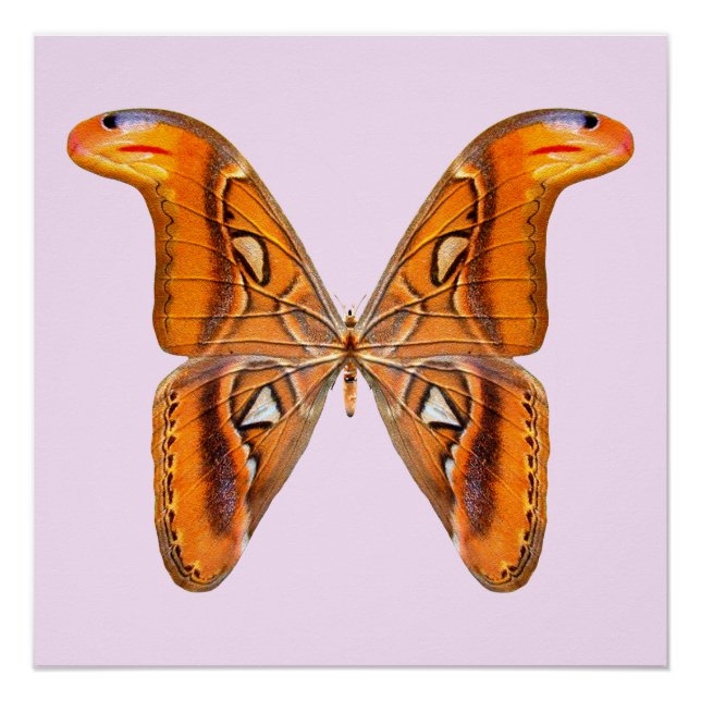 Atlas Moth Golden Wing Poster (Front)