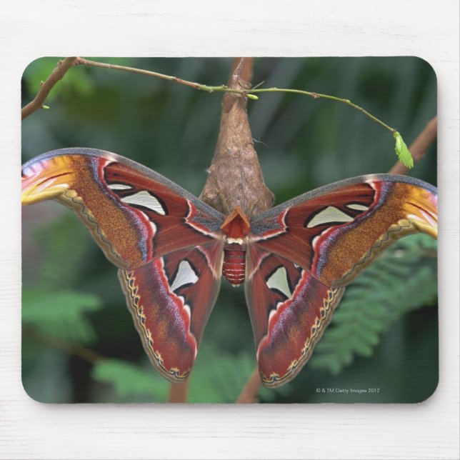 Atlas moth mouse pad (Front)