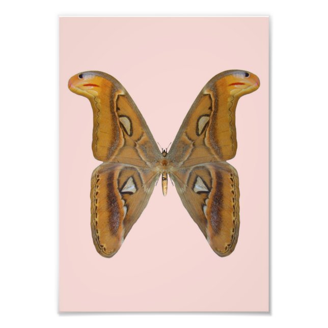 Atlas Moth Photo Print (Front)