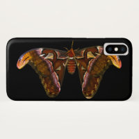 Atlas Moth - Snake Head