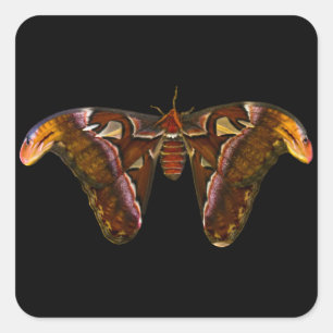 Atlas Moth - Snake Head Square Sticker