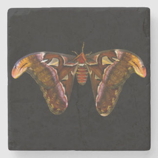 Atlas Moth - Snake Head Stone Coaster