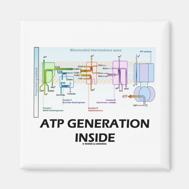 ATP Generation Inside (Electron Transport Chain) Magnet (Front)