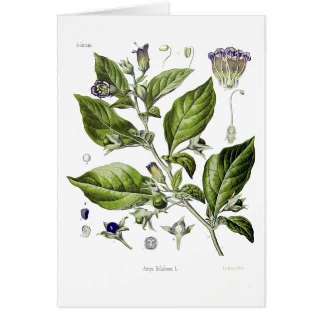Atropa belladonna (Deadly Nightshade) (Front)