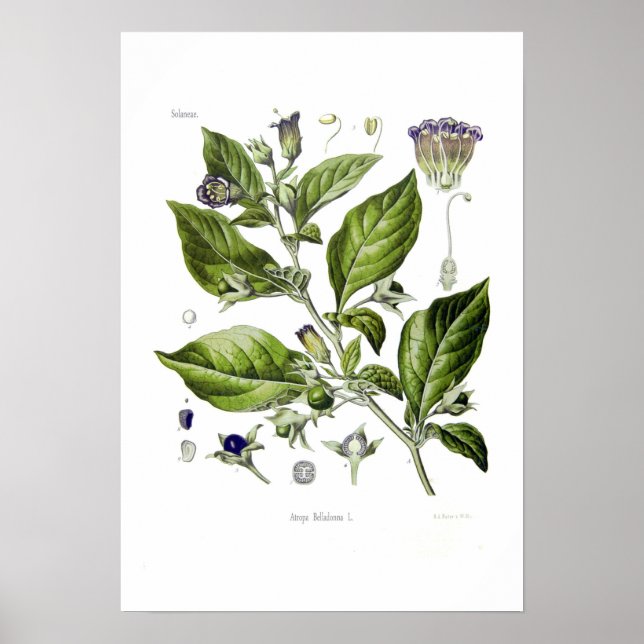 Atropa belladonna (Deadly Nightshade) Poster (Front)