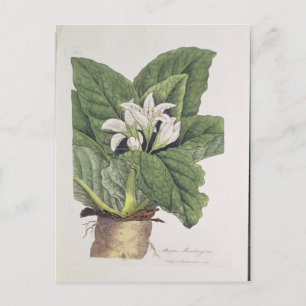 Atropa mandragora postcard