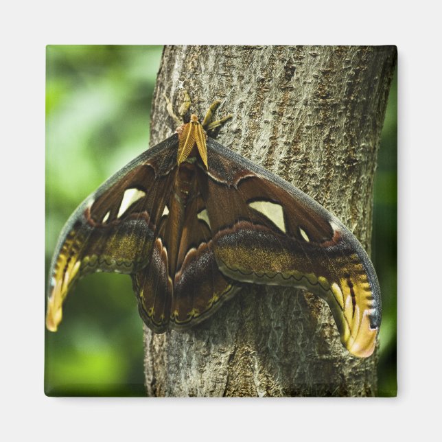 Attacus Atlas Magnet (Front)