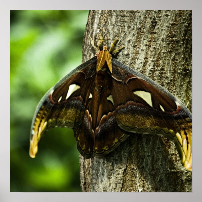 Attacus Atlas Print (Front)