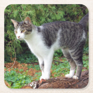 Attention! Kitty - Cat - Coaster