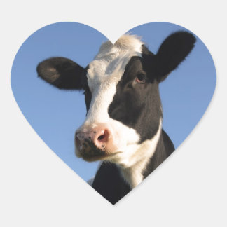 Attentive cow heart sticker