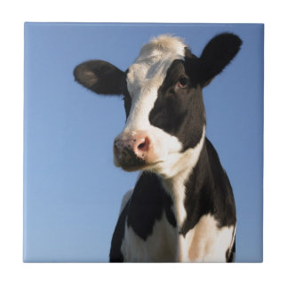 Attentive cow tile