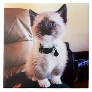 Attentive Cute Siamese Kitty   Animal Photography Tile