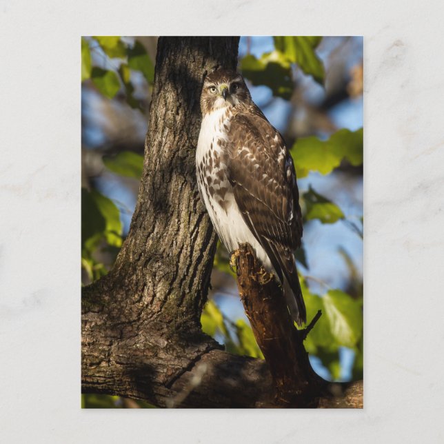 Attentive Hawk Postcard (Front)