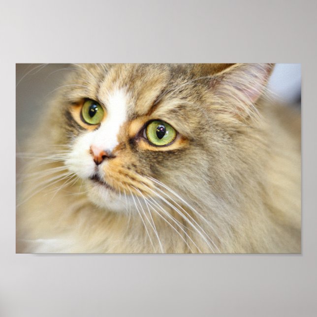 Attentive ragamuffin Cat Poster (Front)