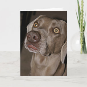 Attentive Weimaraner Card