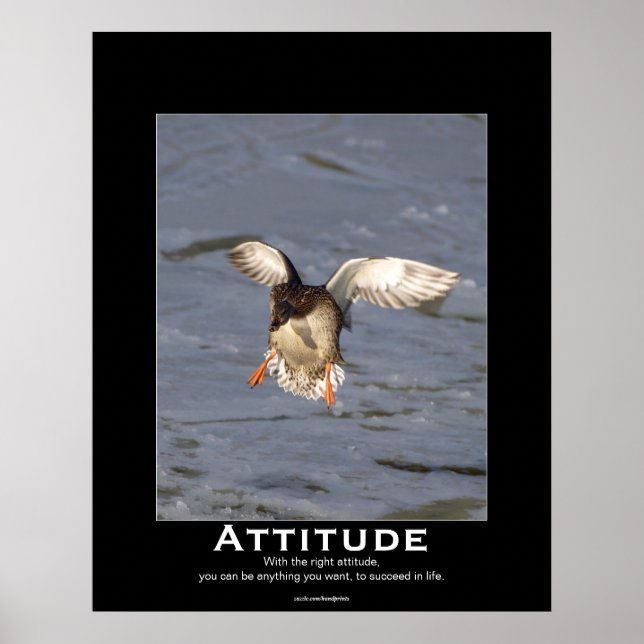 Attitude Mallard Duck Motivational Posters (Front)