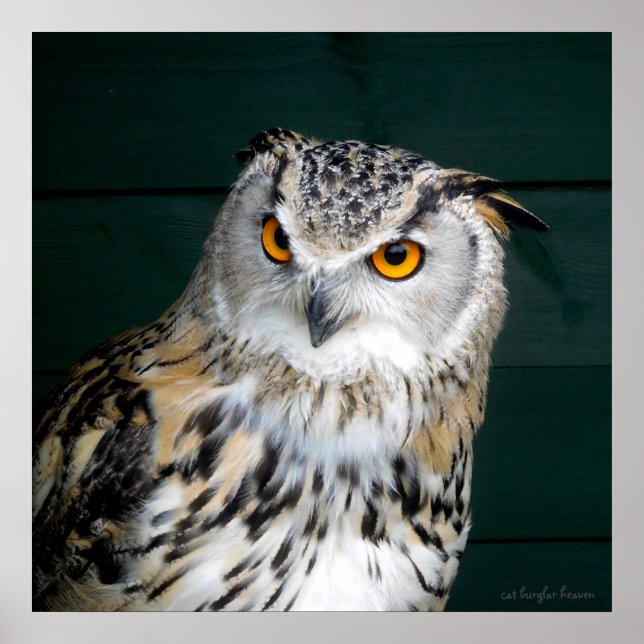 'Attitude' - Owl Poster (Front)