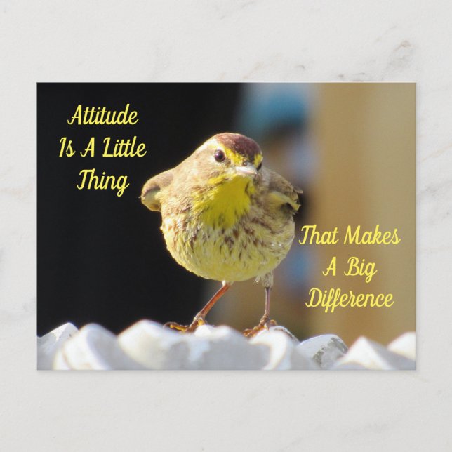 Attitude Postcard - Palm Warbler Bird (Front)