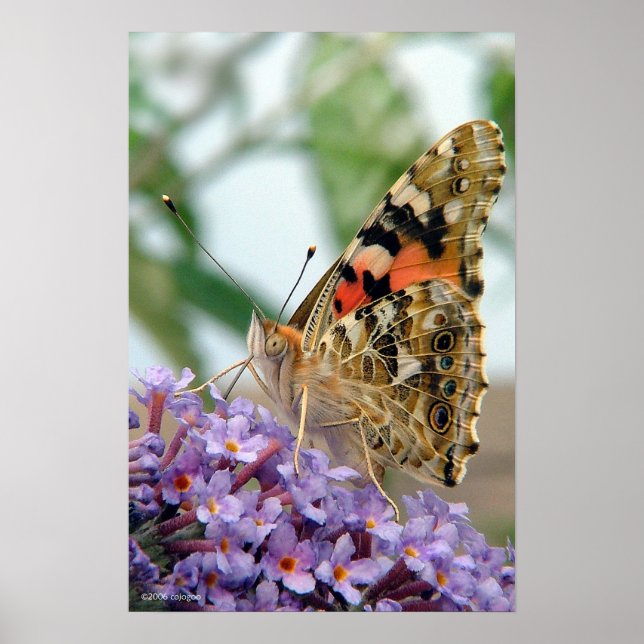 'Attitude' Poster (Front)