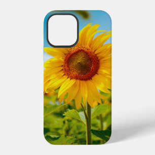 Attractive field with bright yellow sunflowers clo iPhone 12 case