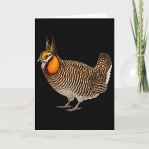 Attwaters Prairie Chicken Bird Wildlife Nature Card