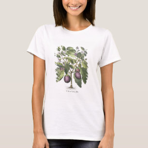 Aubergine: Melanzana fructu pallido, from the 'Hor T-Shirt