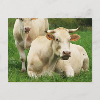 Aubrac Cows in a Field Postcard