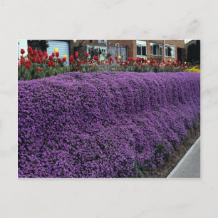 Aubreitta bank with Alyssum saxatile and tulips Postcard