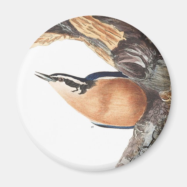 Audobon Red-Breasted Nuthatch Magnet (Front)