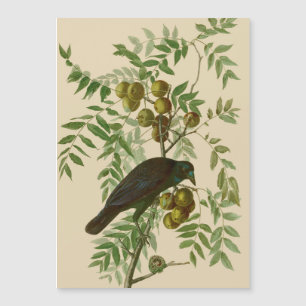 Audubon American Crow Black Bird